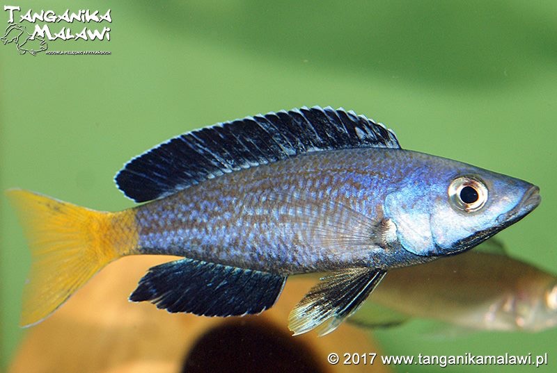 Cyprichromis sp. 'brilliant jumbo' (Speckleback Moba)